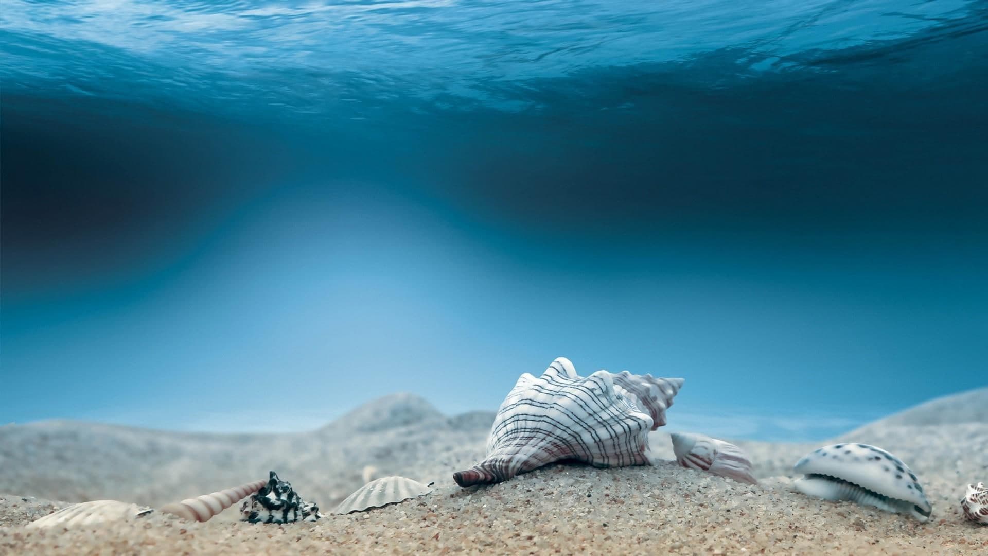 Life Underwater